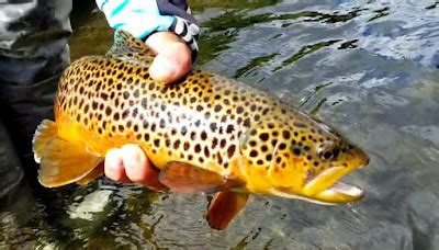 Fly Fishing With Cat Toy The Brown Trout Spawning Season Is Near