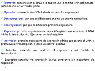 1 Regulacion De La Expresion Genica PPT