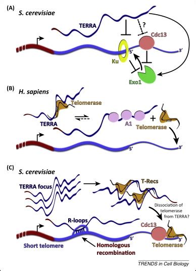 Telomere Functions Grounding On TERRA Firma Trends In Cell Biology