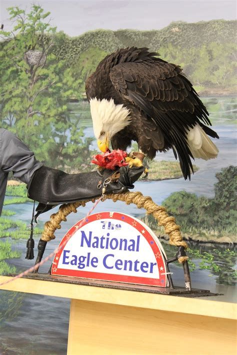 Gust Gab: National Eagle Center - Wabasha, Minnesota