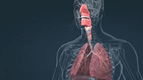 Acute Upper Respiratory CME | AAFP