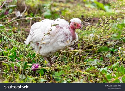 White Chicken Breed Naked Neck Walks Stock Photo Shutterstock