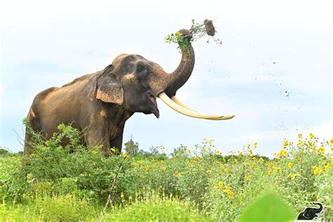 Indian Laws Protecting Elephants - Wildlife SOS