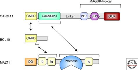 Antigen Receptor Signaling To Nf B Via Carma Bcl And Malt