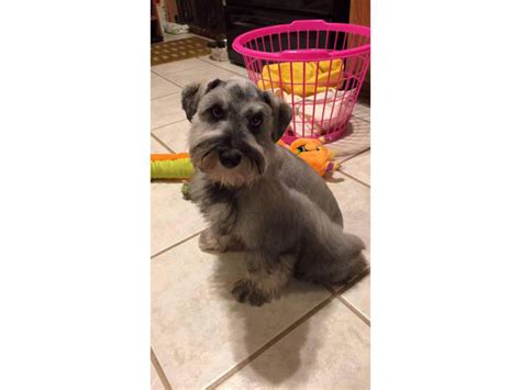 Miniature Schnauzer For Sale Sheboygan - Puppies for Sale Near Me