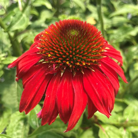 Echinacea Sombrero® Salsa Red Coneflower Uspp 23105 Us 7982110