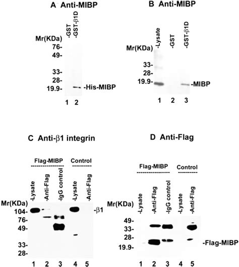 Mibp Interacts With Integrins In Vitro And In Vivo A Mibp