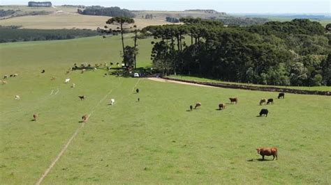 Beef Cattle Herd In The Pasture, Aerial View Free Stock Video Footage ...