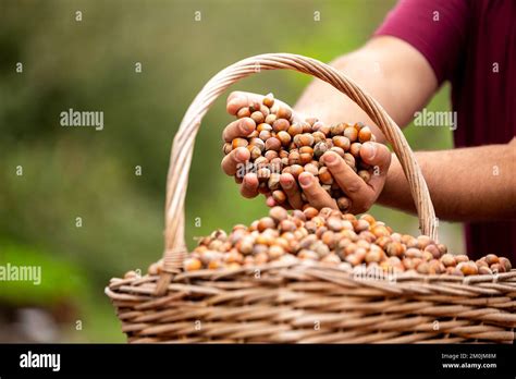 Harvesting Hazelnuts To Obtain Hazelnut Oil Hazelnut Stands In Farmer