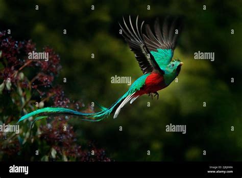 Flying Resplendent Quetzal Pharomachrus Mocinno Savegre In Costa Rica