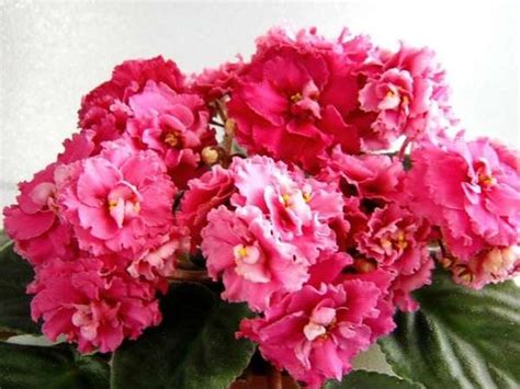 Фиалка Мечта Фото И Описание – Telegraph