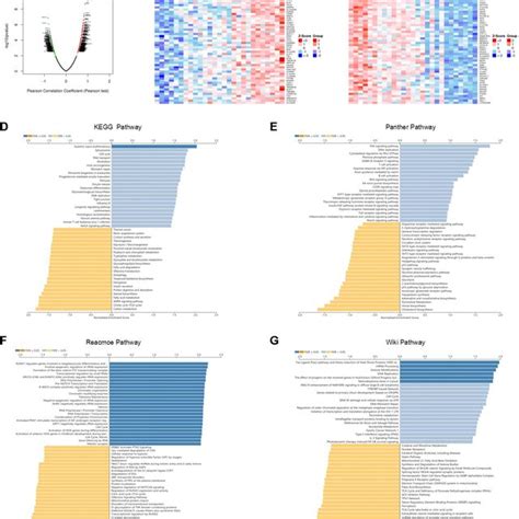 Enrichment Analysis Of YTHDF2 Functional Networks In LGG By