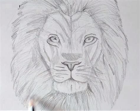 Lion Face Drawing | Sketch of Lion Face in Four Steps | Lion face drawing, Lion king drawings ...