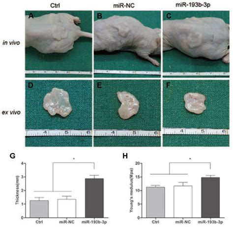 In Vivo Cartilage Regeneration Of The Cell Sheets After 8 Weeks A C