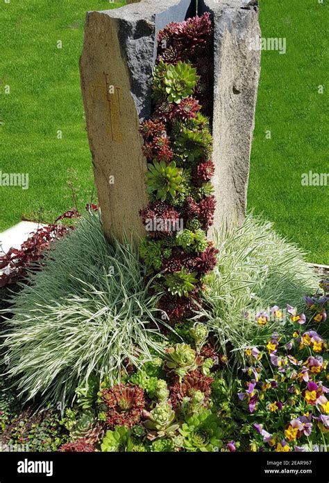 Grabbepflanzung Grabgestaltung Hauswurz Stockfotografie Alamy