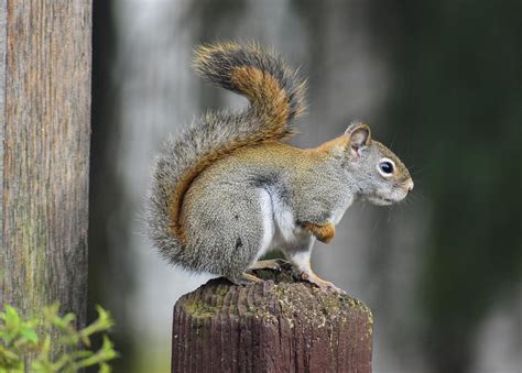 Pine Squirrel Photograph By Cody Schmidt Fine Art America