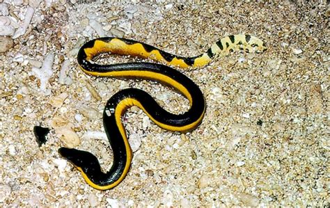 Yellow Bellied Sea Snake Ocean Treasures Memorial Library