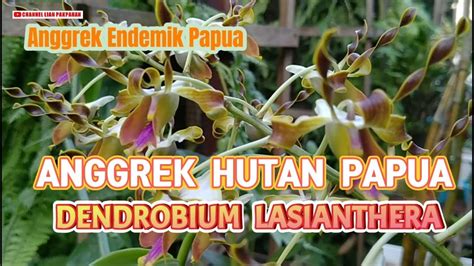 Anggrek Endemik Papua Dendrobium Lasianthera YouTube