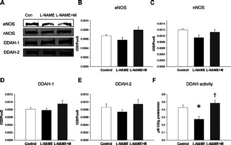 Representative Western Blots A Show Renal B Enos 150 Kda C Download Scientific Diagram