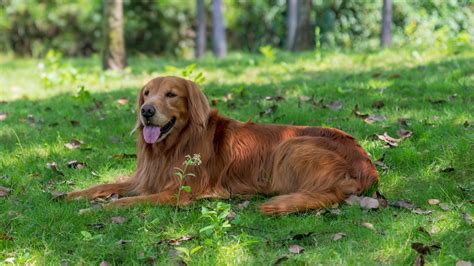 How Do Dogs Keep Cool In Hot Weather