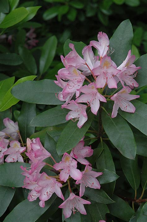 Pink Rosebay Rhododendron Rhododendron Maximum Roseum In Boston Hopkinton Chelmsford