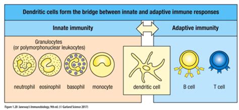 Immunology Structure Of The Immune System Flashcards Quizlet