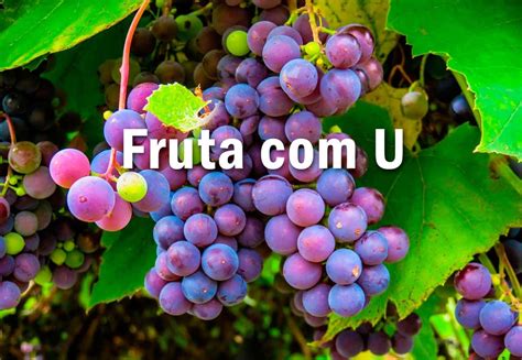 Fruta Que Começa Com A Letra U - Frutas Com A Letra U - FDPLEARN