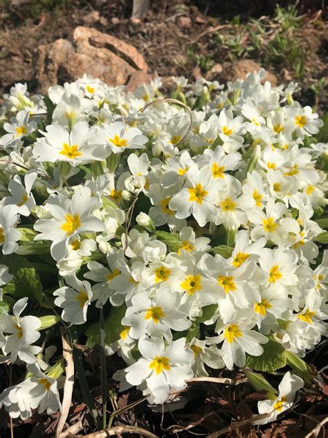 Примула обыкновенная (Primula vulgaris) белая - коллекция примул