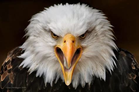 Missouri Men Plead Guilty To Bagging Bald Eagle And Other Endangered Birds