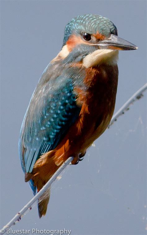 Kingfisher Taken Today At Co Armagh N Ireland Michael Norton Flickr