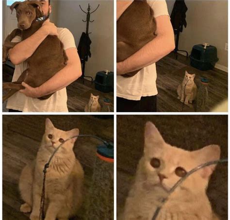 Sad cat looking at his owner hugging a dog. : r/MemeTemplatesOfficial