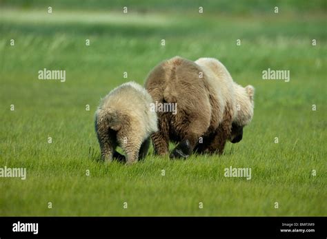 Brown bears, Katmai National Park, Alaska Stock Photo - Alamy