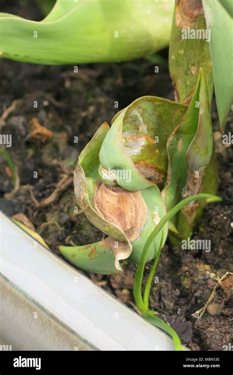 Mottling Soil Hi Res Stock Photography And Images Alamy