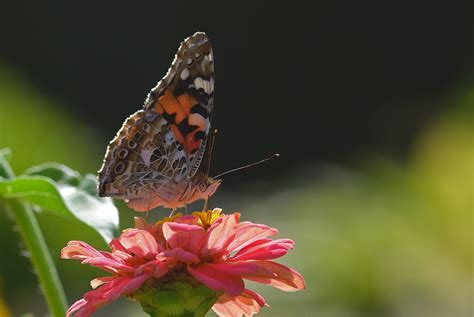 Mariposa Vanessa Cardui Zinnia Foto Gratis En Pixabay Pixabay