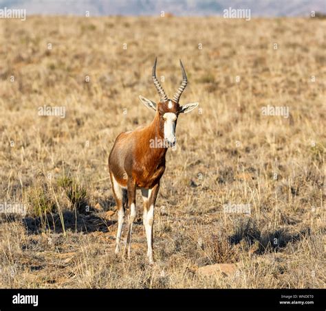 Blesbok Antelope In Southern African Savanna Stock Photo Alamy