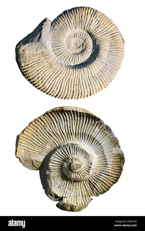 Fossil Imprint Ammonite Shell Sea Cut Out Stock Images And Pictures Alamy