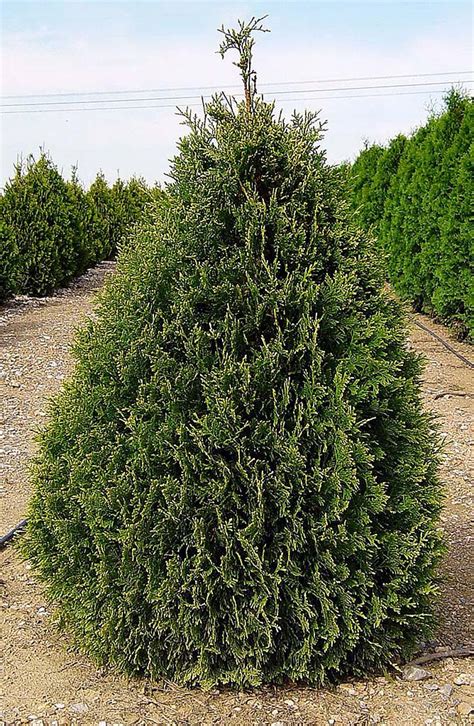 Туя складчатая | Кличевский лесхоз