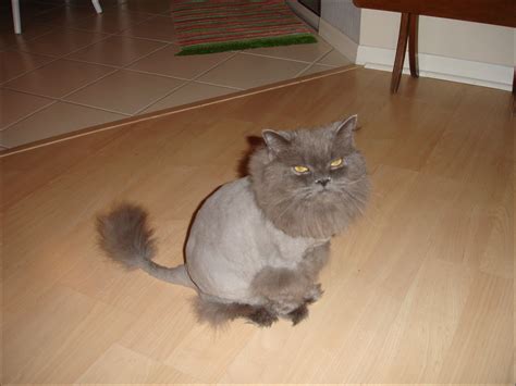 Grey Persian Cat Lion Cut - Pets Lovers