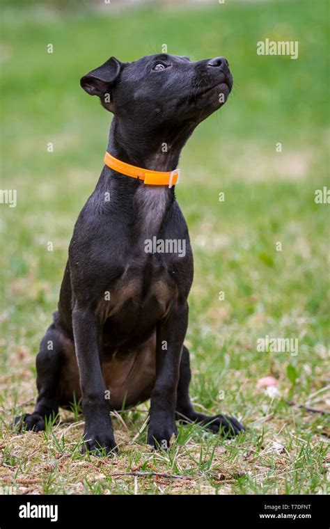 Black Patterdale Hi Res Stock Photography And Images Alamy