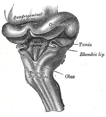 Rhomboid fossa | Psychology Wiki | FANDOM powered by Wikia