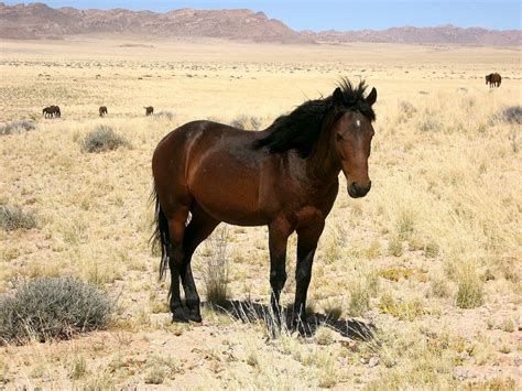 Namib Desert Horse Info, Origin, History, Pictures