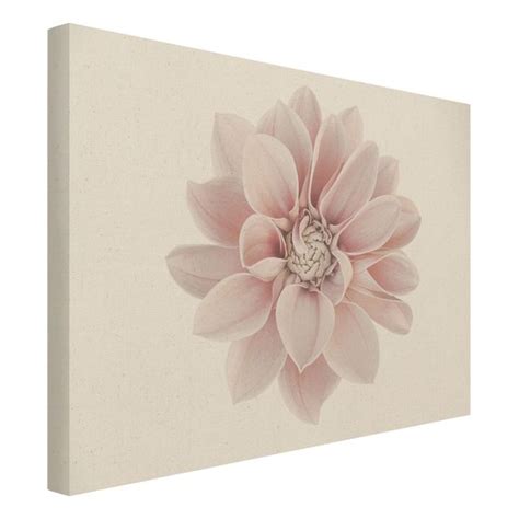 Leinwandbild Natur Dahlie Blume Pastell Wei Rosa Querformat