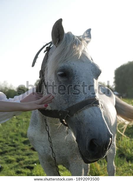 Hands Touching Horse Head Stock Photo 1892093500 Shutterstock