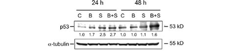 Effect Of Baicalein Silymarin And The Combination Of Baicalein And