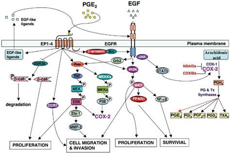 The Crosstalk Between Cox 2 And Egf Signaling Pathway In Crc