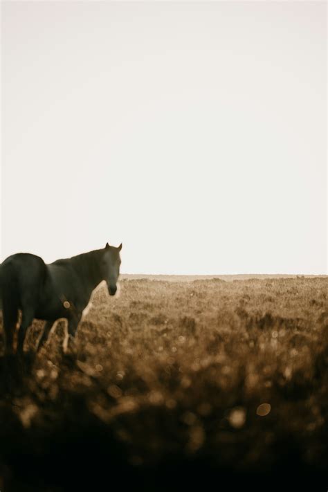 Country Horse Wallpaper