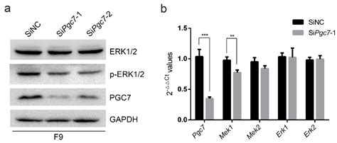 Ijms Free Full Text Pgc7 Regulates Genome Wide Dna Methylation By