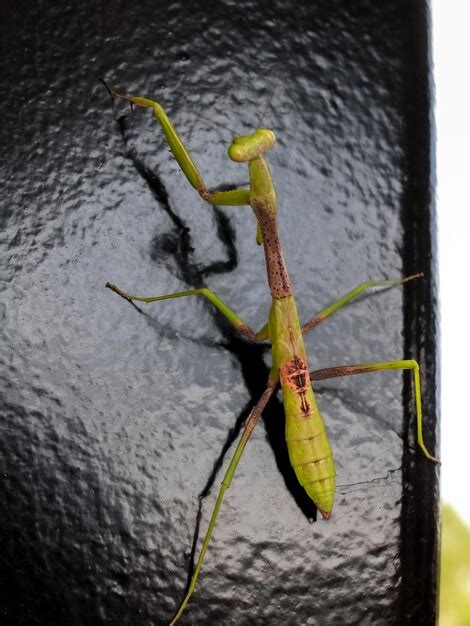 Premium Photo Green Praying Mantis On Black Metallic Background The