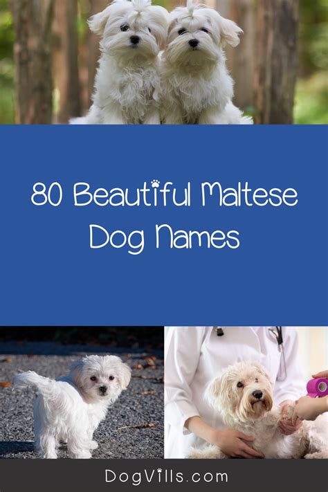 80 beautiful maltese dog names for your new pup – Artofit