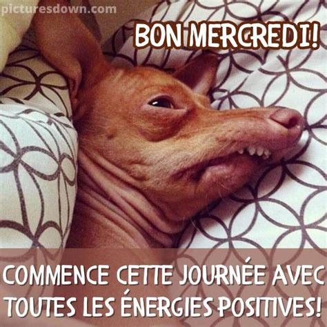 Photo humour bon mercredi chien drôle picturesdown